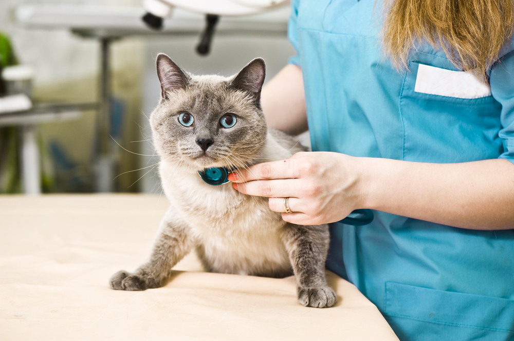 Pet Allergy Treatment in Prosper, TX Pet Allergy Treatment in Prosper, TX