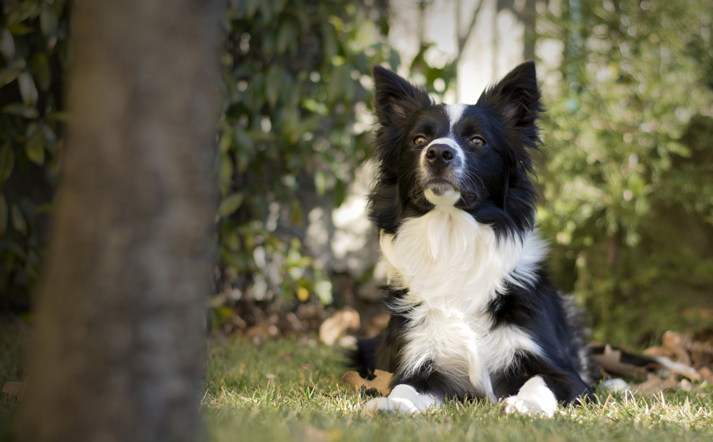 Pet Preventive Care in Prosper, TX Pet Preventive Care in Prosper, TX