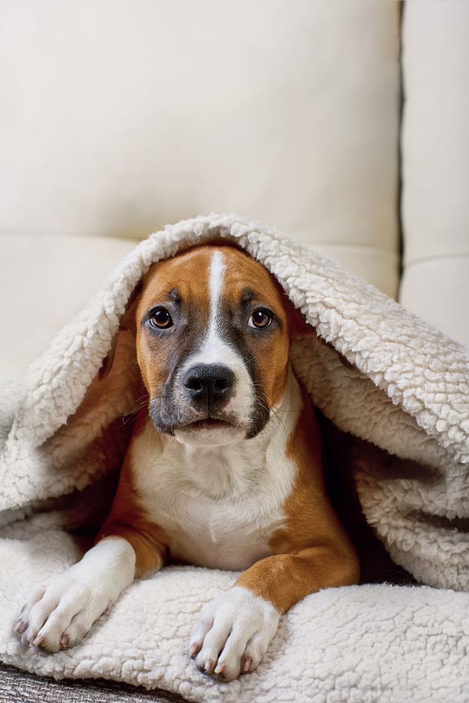 Geriatric Pet Care in Prosper, TX