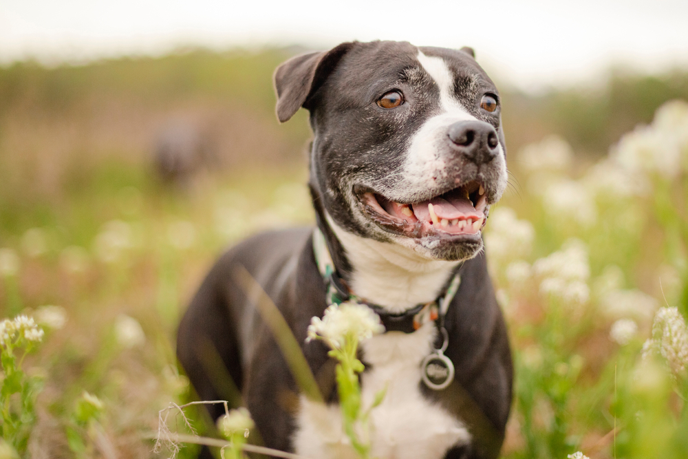 End of Life Pet Care in Prosper, TX End of Life Pet Care in Prosper, TX