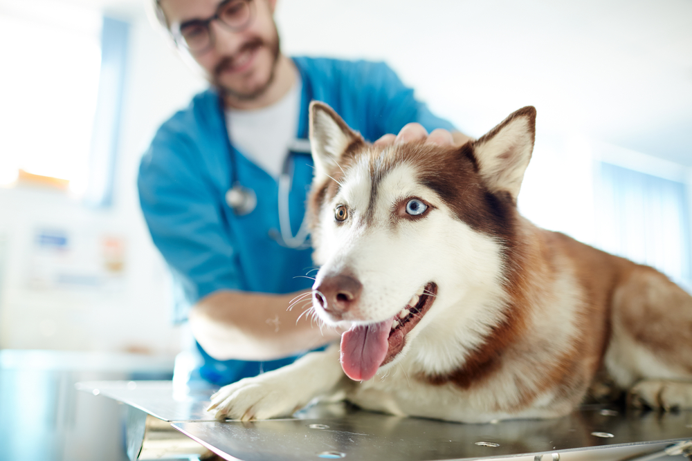 Pet Allergy Treatment in Prosper, TX Pet Allergy Treatment in Prosper, TX