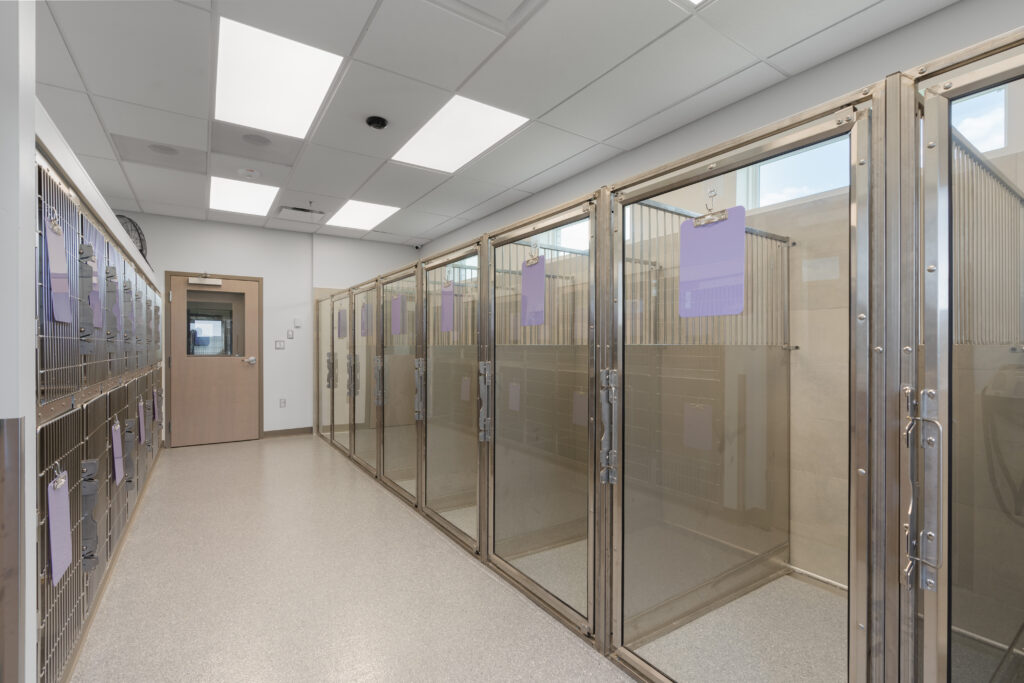 Pet Boarding in Prosper, TX