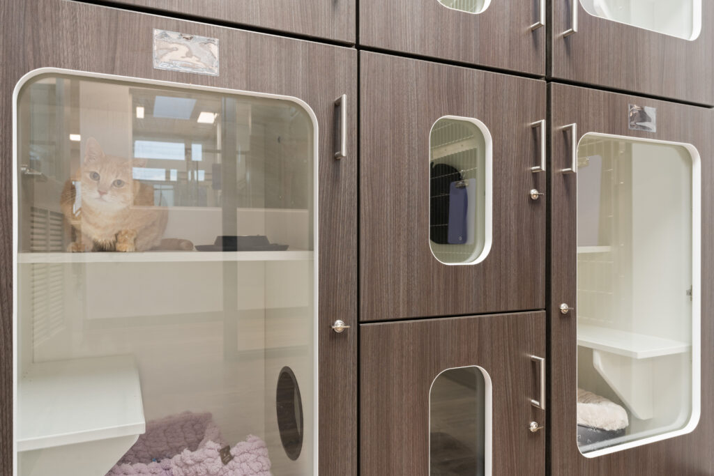 Pet Boarding in Prosper, TX