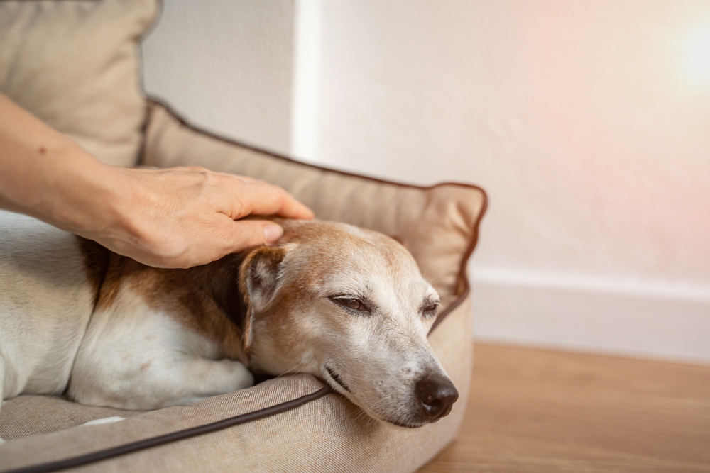 End of Life Pet Care in Prosper, TX End of Life Pet Care in Prosper, TX