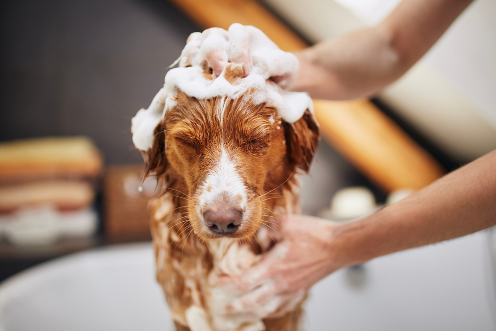 Pet Skin Care in Prosper, TX