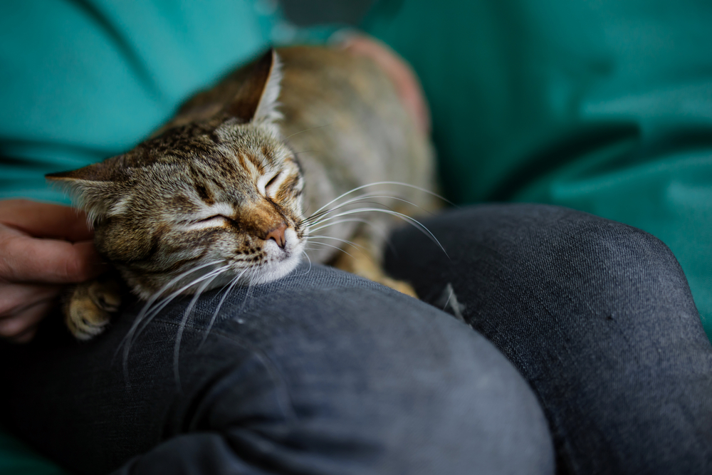 Senior Pet Care in Prosper, TX Senior Pet Care in Prosper, TX