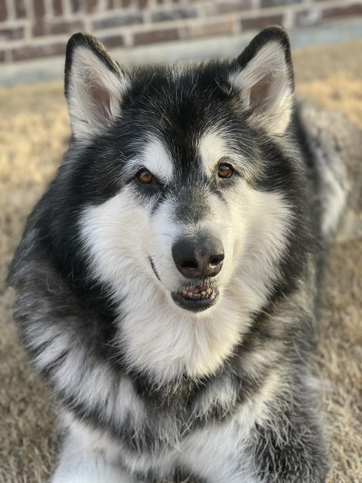 Kodi Turns 10! 10% OFF all of Kodi’s Favorites: March 2–6 | In Clinic Only