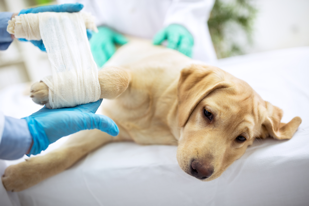 My Dog is Limping on a Front Leg: Potential Causes and Solutions
