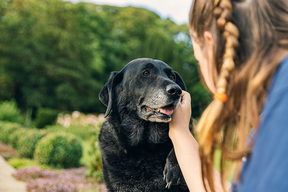 End of Life Pet Care in Prosper, TX End of Life Pet Care in Prosper, TX