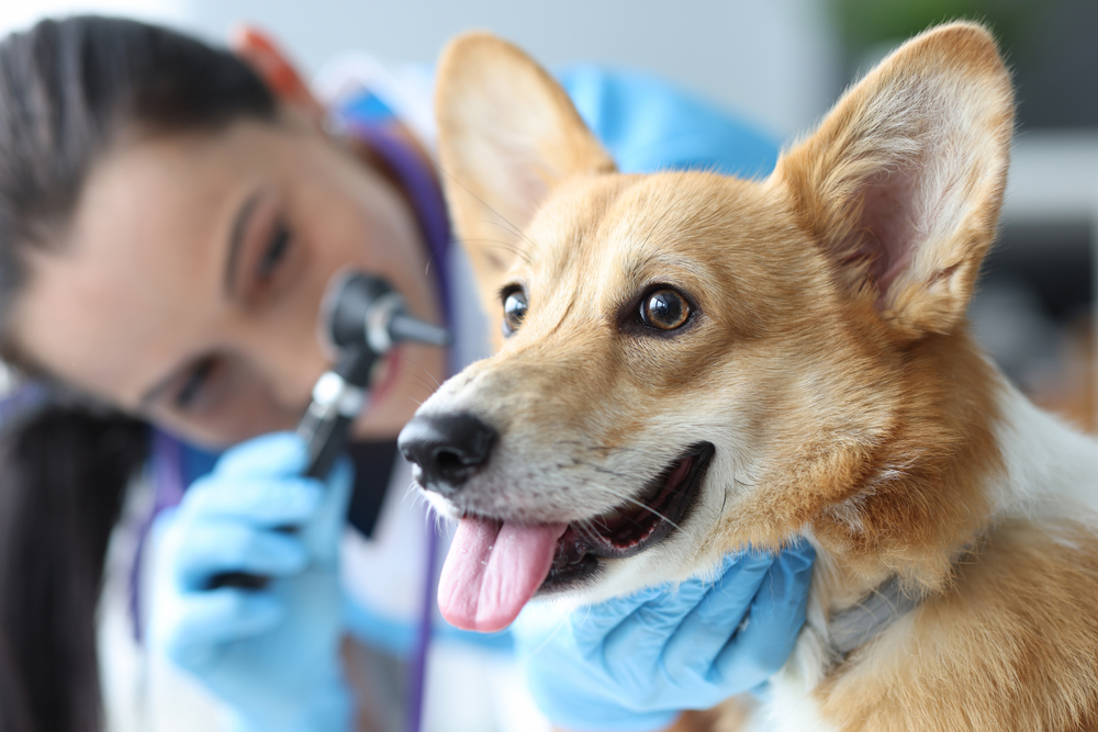 Pet Ear Infection Treatment in Prosper, TX
