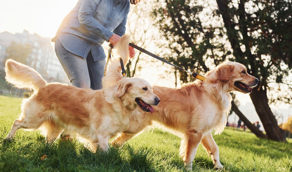 Selecting the Best Pet Boarding Facility: Outdoor Adventures for Your Furry Friend