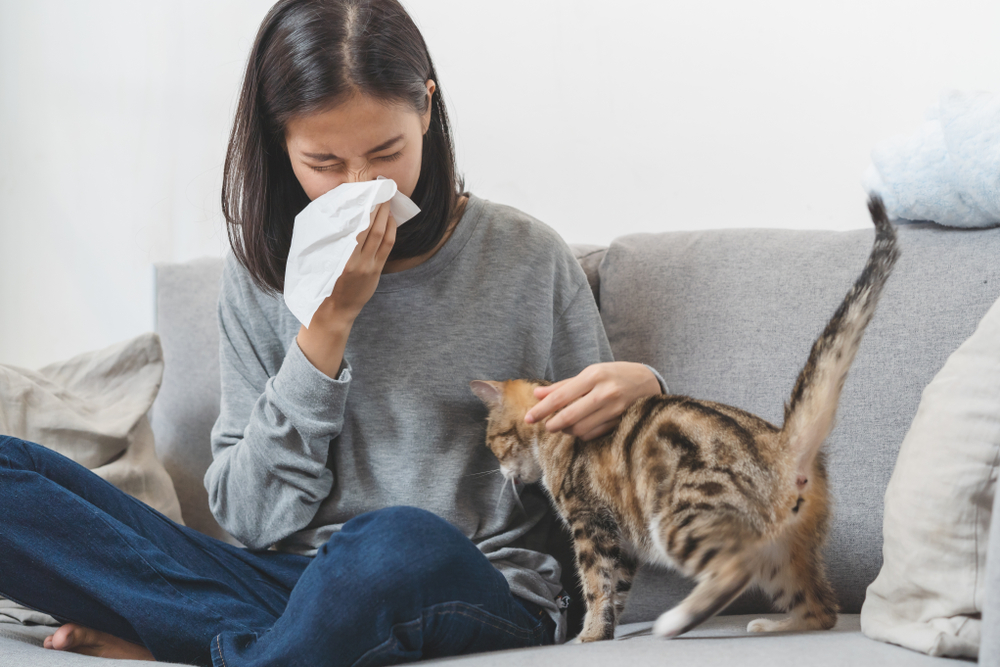 Cat Allergies: Effective Treatment for Managing Feline-Related Allergies