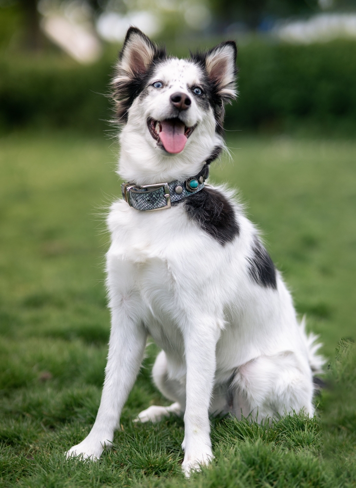 Pet Vaccination in Prosper, TX Pet Vaccination in Prosper, TX