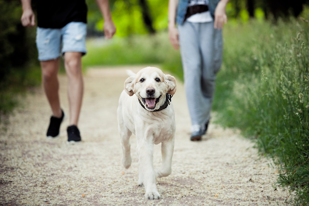 Pet Weight Loss in Prosper, TX