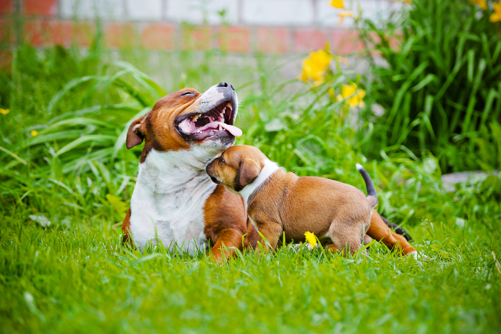 Pet Allergy Treatment in Prosper, TX Pet Allergy Treatment in Prosper, TX
