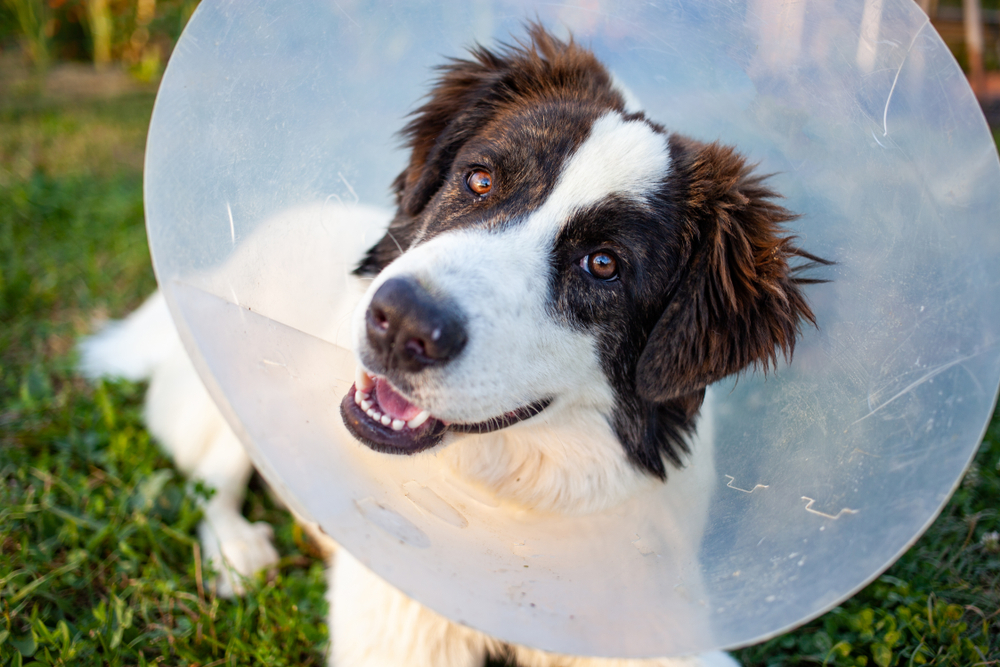 Pet Preventive Care in Prosper, TX Pet Preventive Care in Prosper, TX